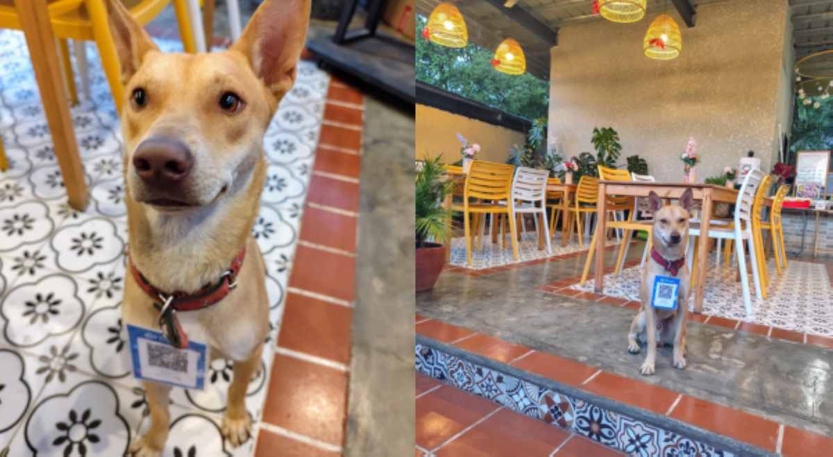 'Paki-scan ang QR!' Rescued epileptic dog ng isang restaurant, kinagiliwan ng netizens!