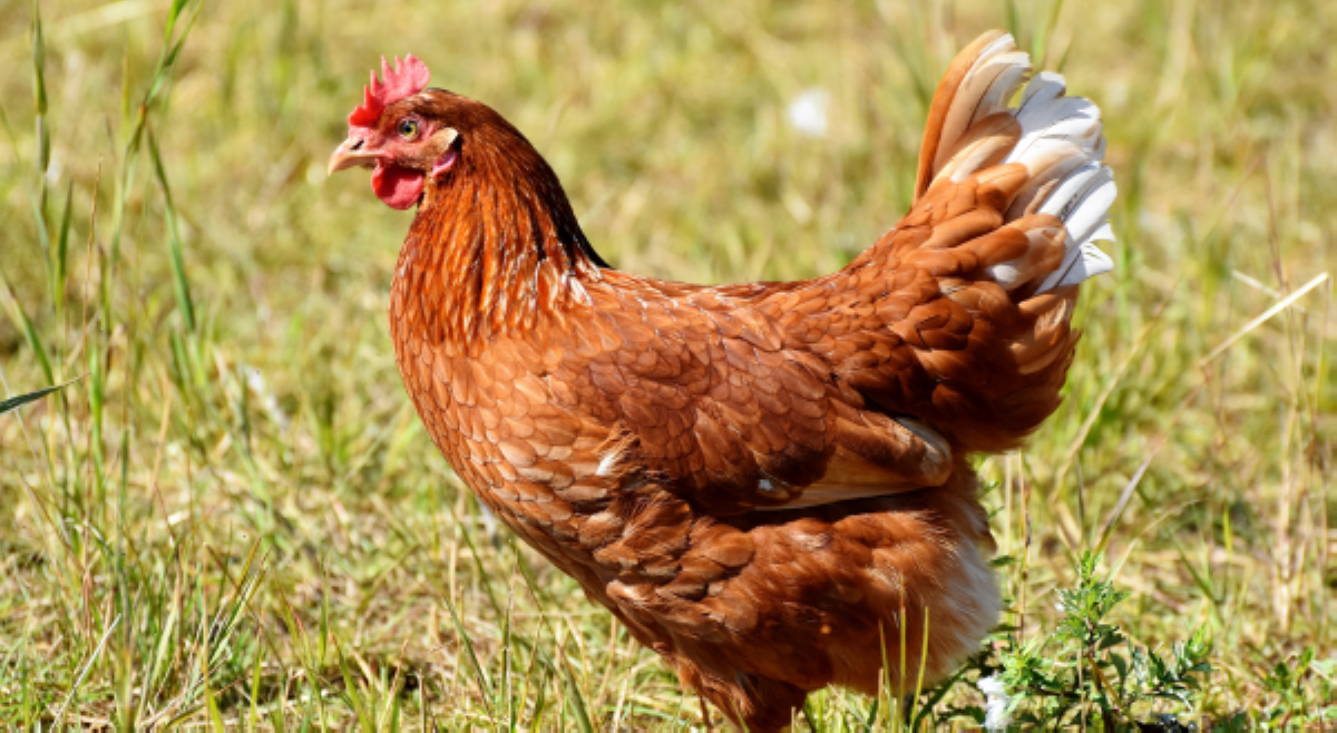Away ng mga alagang manok at pato ng magkapitbahay, nauwi sa barilan; 1 patay