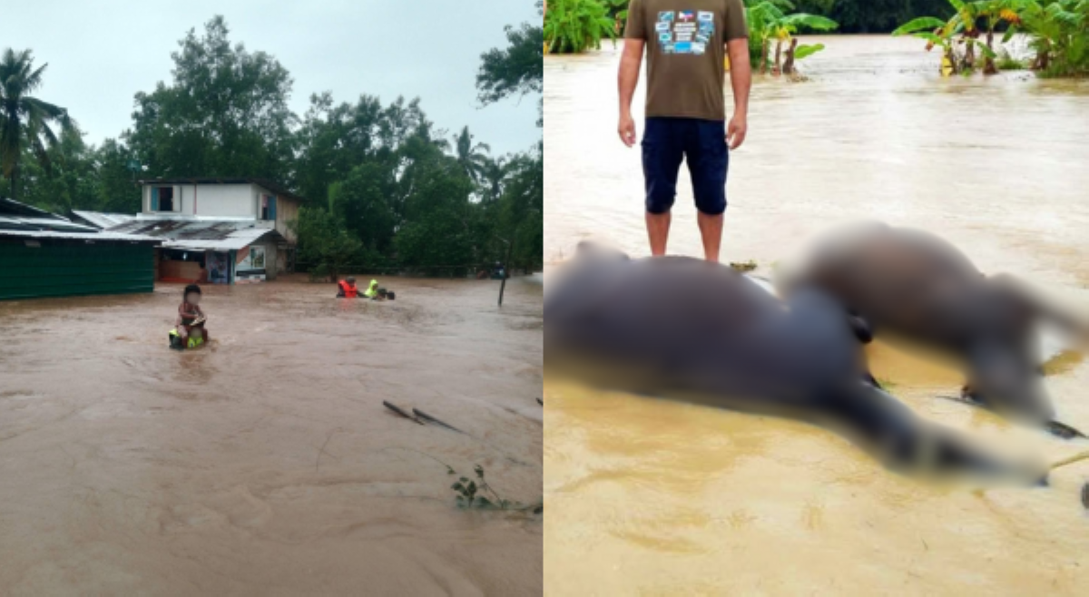 Iba't ibang bayan sa Palawan, lubog sa baha; ilang mga hayop, patay matapos maanod