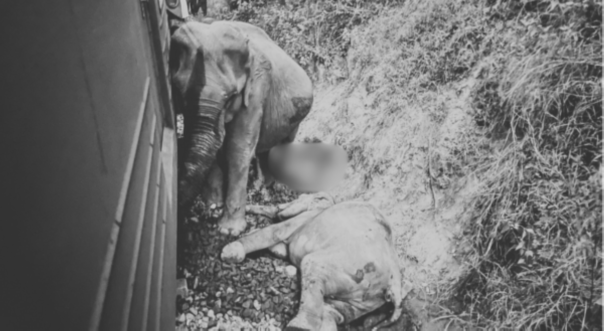 'Deadliest wildlife accident sa Sri Lanka:' 6 na elepante, patay matapos masagasaan ng tren