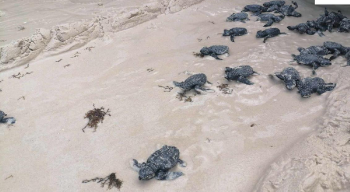 &lsquo;Home in the island!&rsquo; Halos 100 baby turtles, pinakawalan sa Boracay