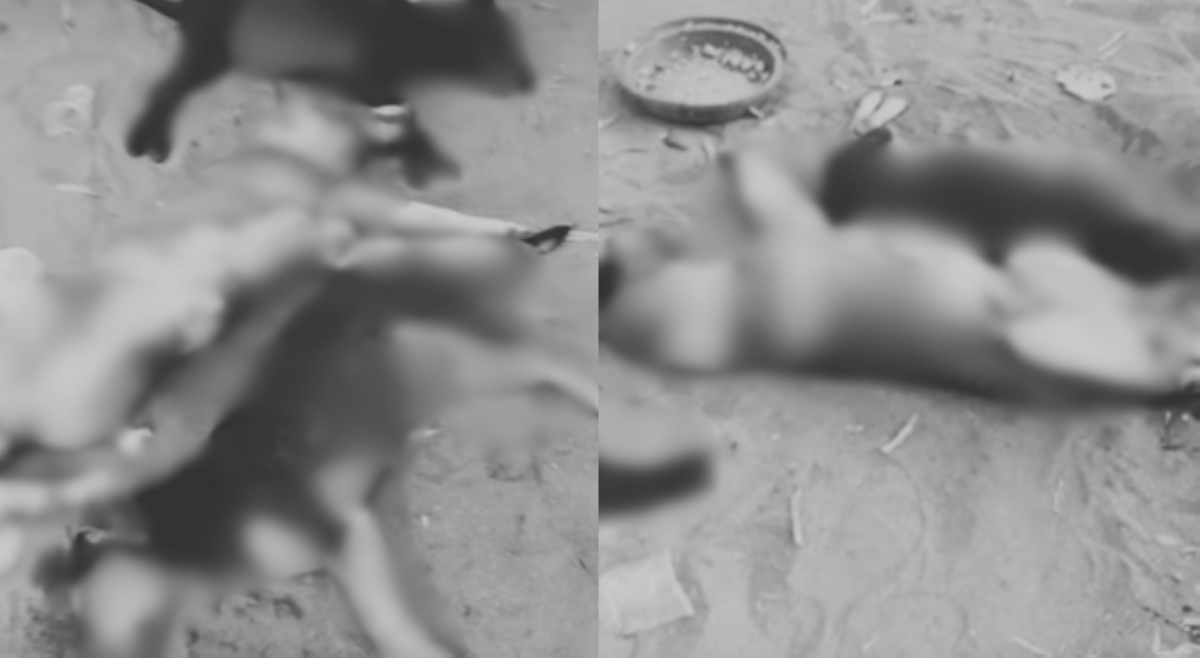5 aso, patay nang lasunin umano ng kapitbahay; fur parent, nananawagan ng hustisya