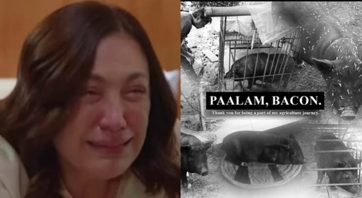 Sharon nagluluksa sa pagkamatay ng alagang baboy