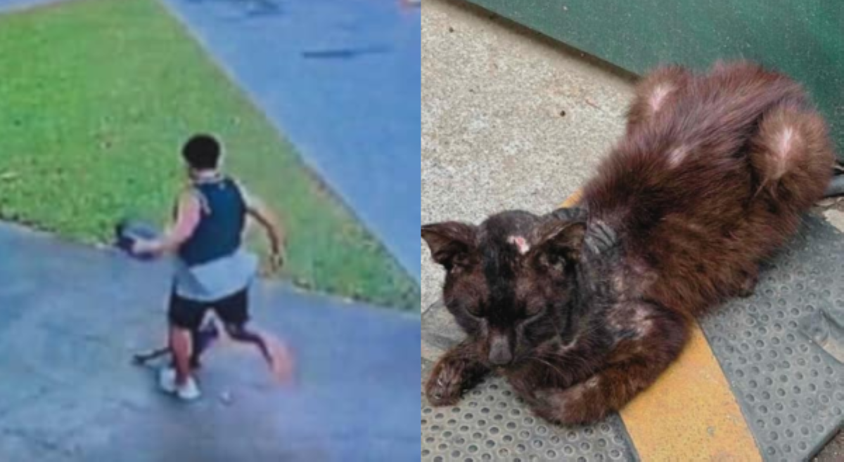 Pusa sa Ayala Triangle, patay matapos sipain ng Chinese National