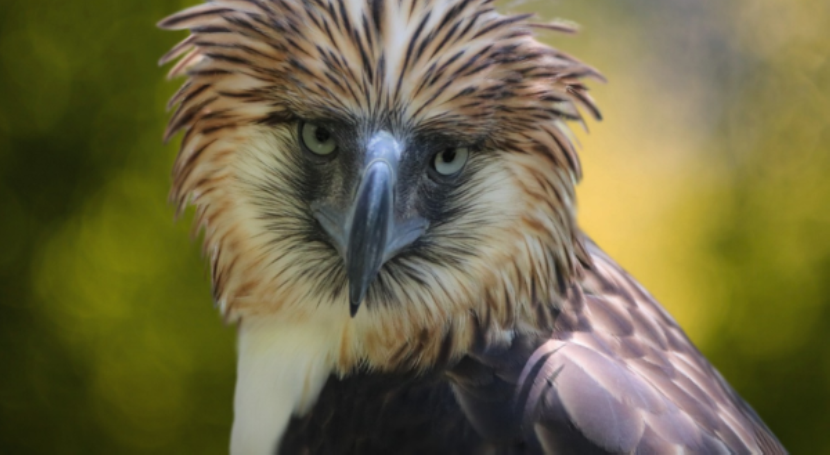 PH eagle Viggo, nagdiwang ng 15th &lsquo;hatch day&rsquo;
