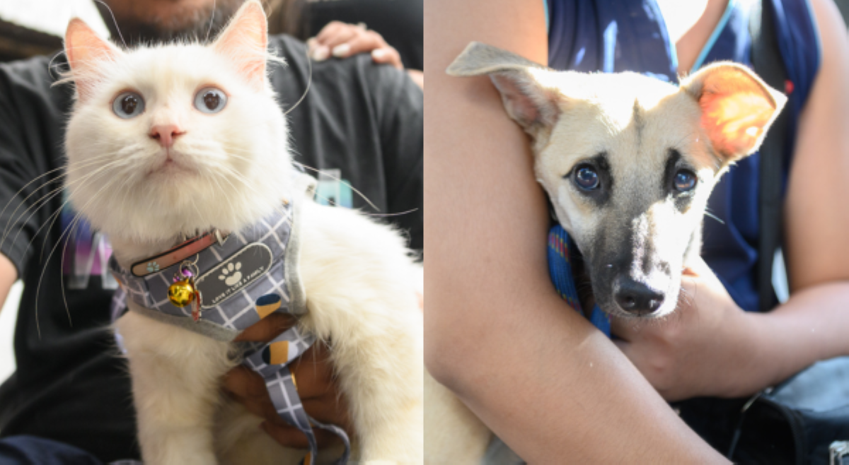 Mayor Lacuna, hinikayat 'fur parents' na pabakunahan kanilang 'fur babies' sa vaccination program ng Maynila