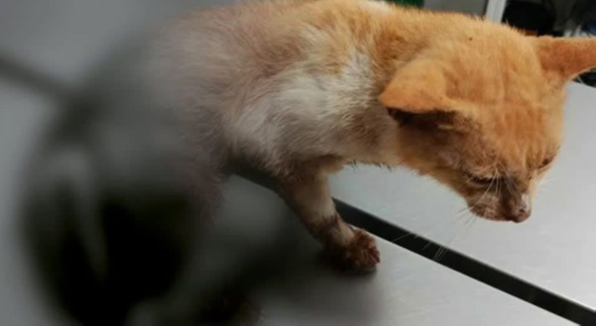 Pusa sa Negros Occidental, patay sa pananaksak