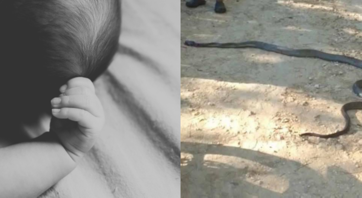 Isang taong gulang na bata, patay matapos tuklawin ng ahas nang 6 na beses