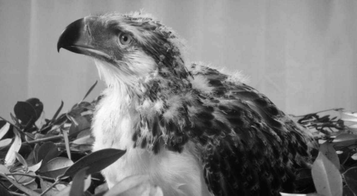 Philippine Eagle na si Riley, pumanaw na