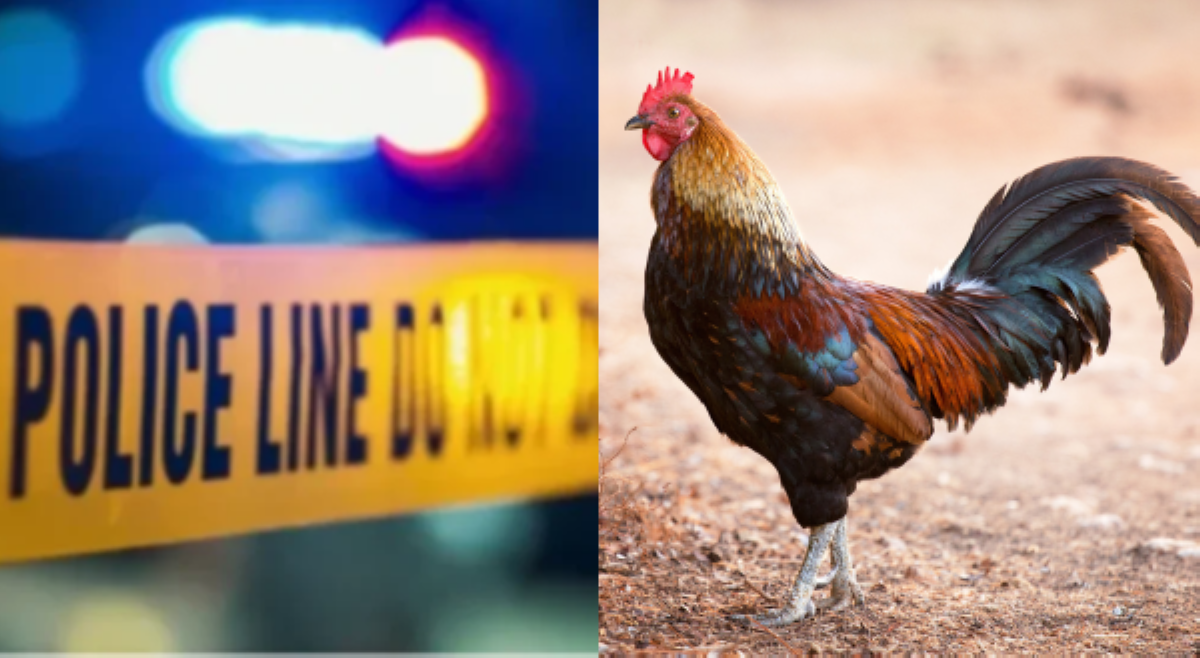 Lalaking nagnakaw ng manok ng pulis, patay sa engkwentro