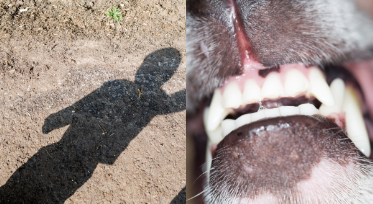 9-anyos na bata, patay sa rabies; aso, kinatay at kinain pa ng 30 katao