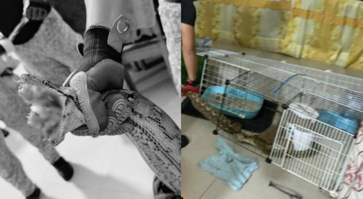 &lsquo;Huli sa akto!&rsquo; Pusang nakakulong, minukbang ng sawa