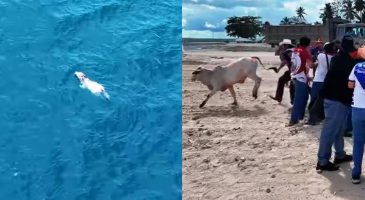 'Runaway cow!' Bakang nakawala sa kulungan, lumangoy ng 2km sa dagat!
