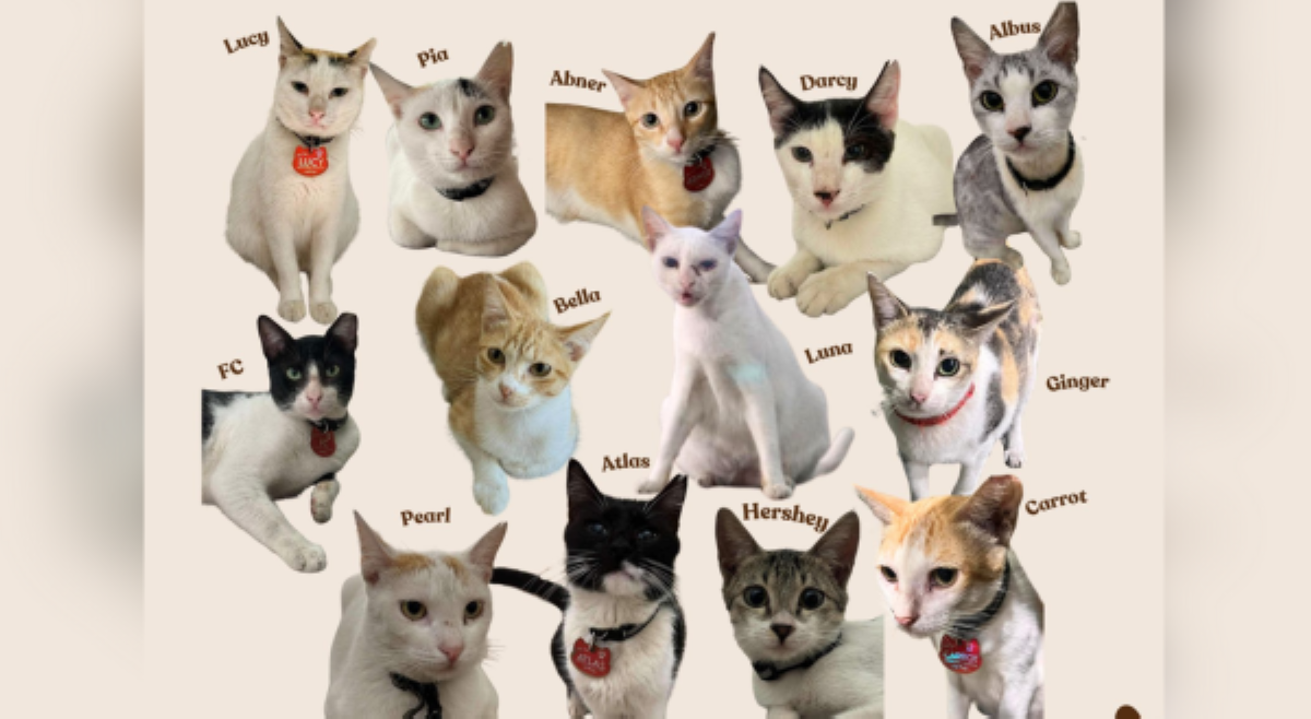 Anyare na? Pagkawala ng 13 community cats sa isang condo sa Pasig, pinapasaklolo na