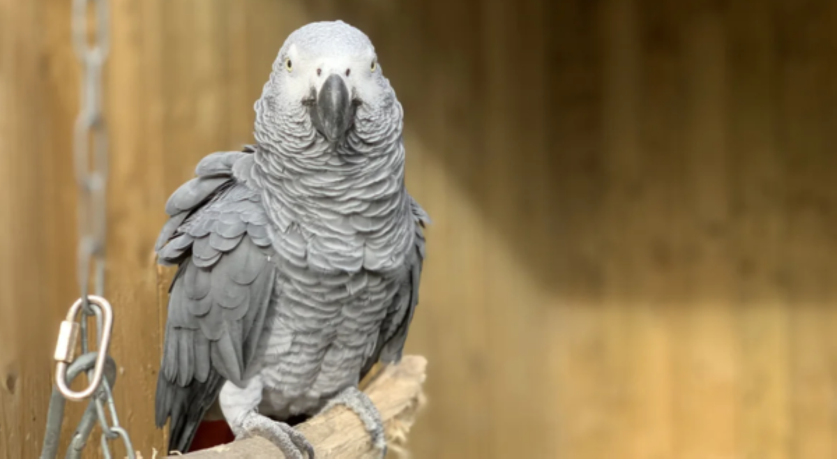 5 parrot, pinaghiwa-hiwalay dahil minumura umano mga zoo visitors