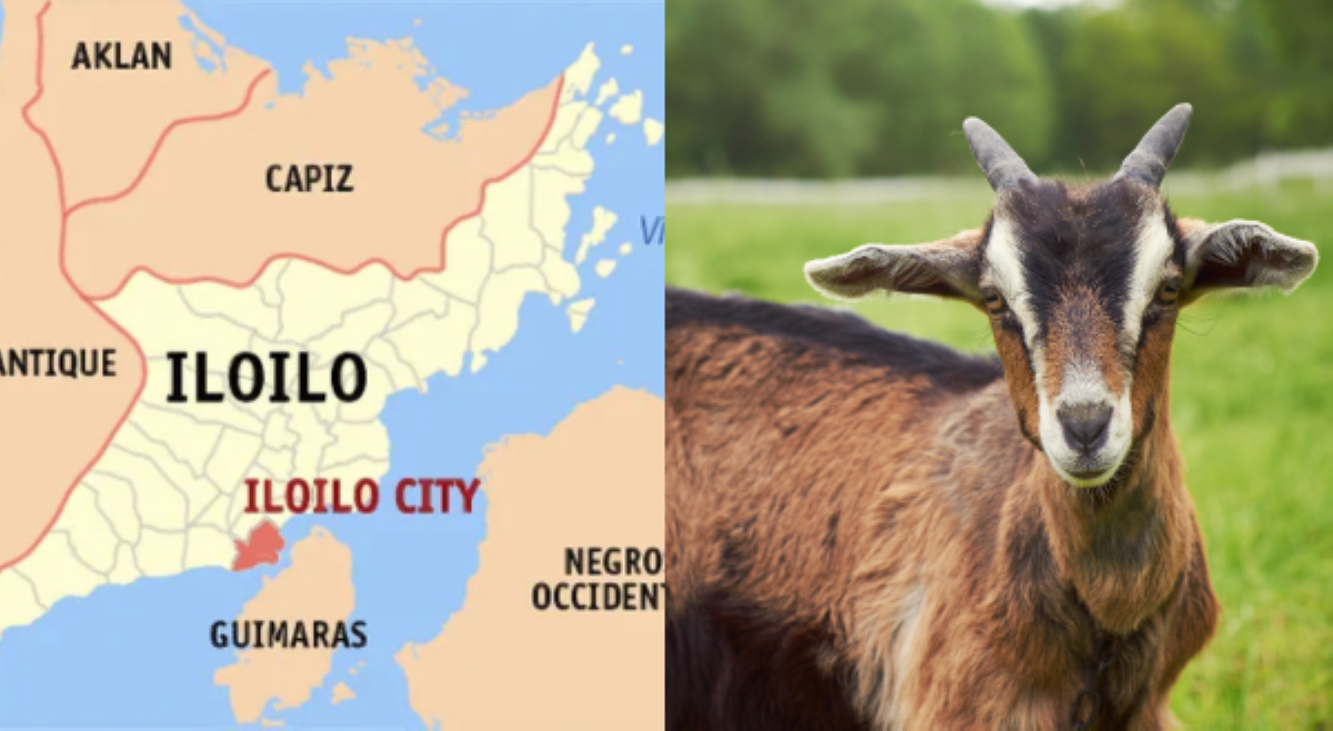 Ilang riding in tandem sa Iloilo, nahuli-cam sa pandedekwat ng mga kambing