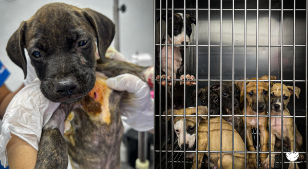 Ilegal na dog fighting, natimbog ng mga awtoridad; pasimuno nito, arestado