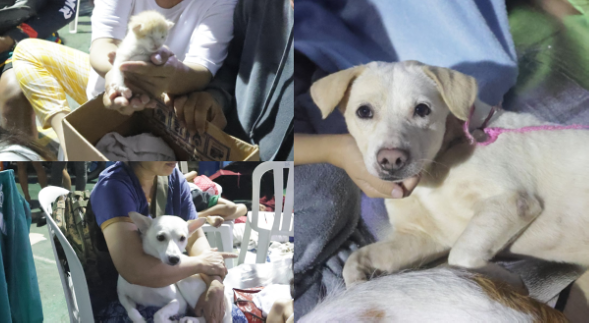 Nailikas na fur babies, kasama kanilang fur parents evacuation center sa QC