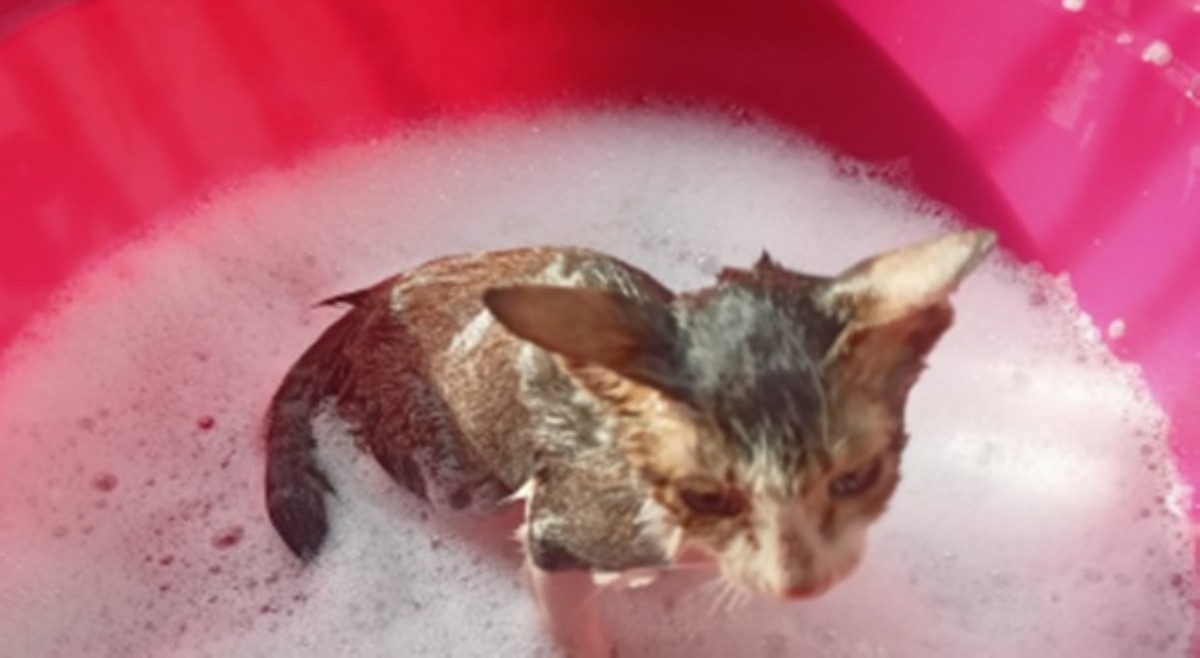 Rider sa Antipolo, iba&rsquo;t ibang raket pinasok para sa mga alagang pusa