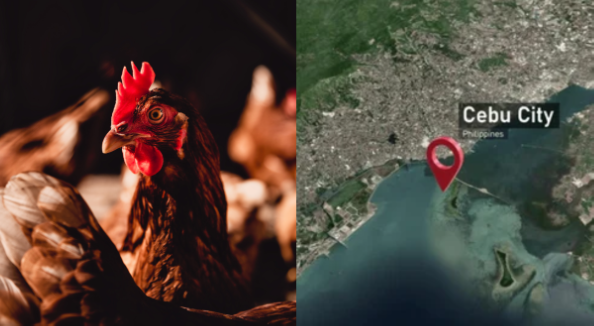 Lalaking nagnakaw ng 2 manok, nasakote; nakagamit umano ng droga bago ang insidente