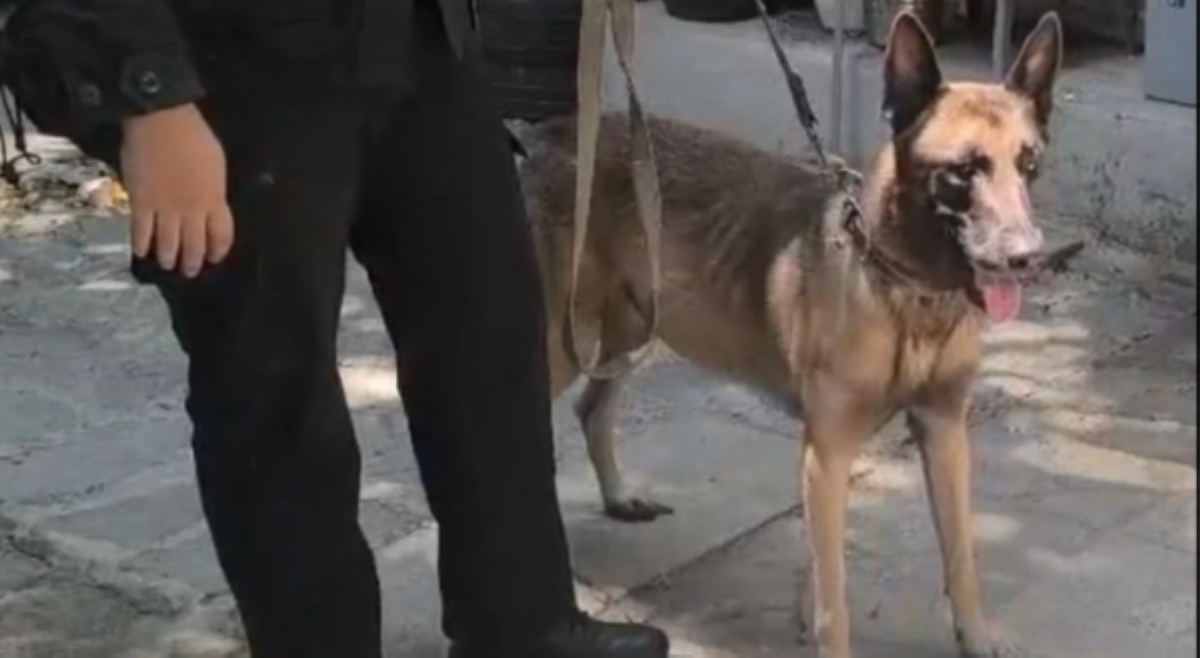 Canine unit, nagpaliwanag kung bakit nangayayat ang kanilang police dog