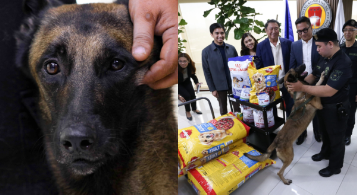 Viral K9 dog 'Kobe' tumanggap ng sako-sakong dog food; isasailalim sa rehab