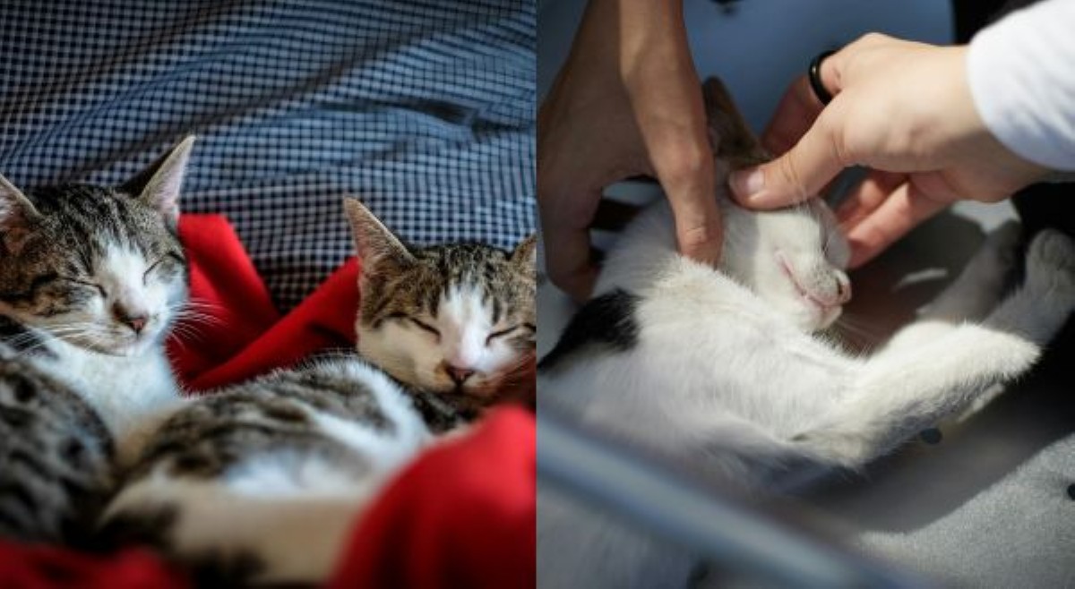 Int&rsquo;l Cat Day: Paano nga ba ang tamang paglingap sa mga pusa?