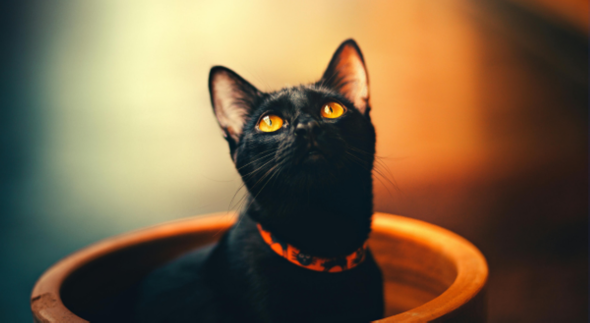'Black Cats Matter!' Mga suwerteng dala ng itim na pusa