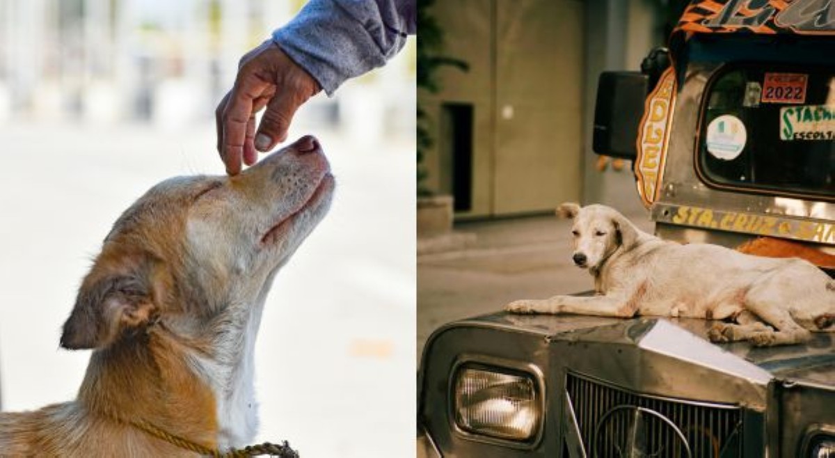 'Paws and Treat:' Tips sa pag-aalaga ng isang Aspin