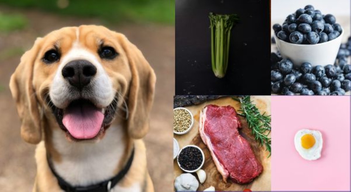 ALAMIN: Paw-fect food treats para kay furbaby