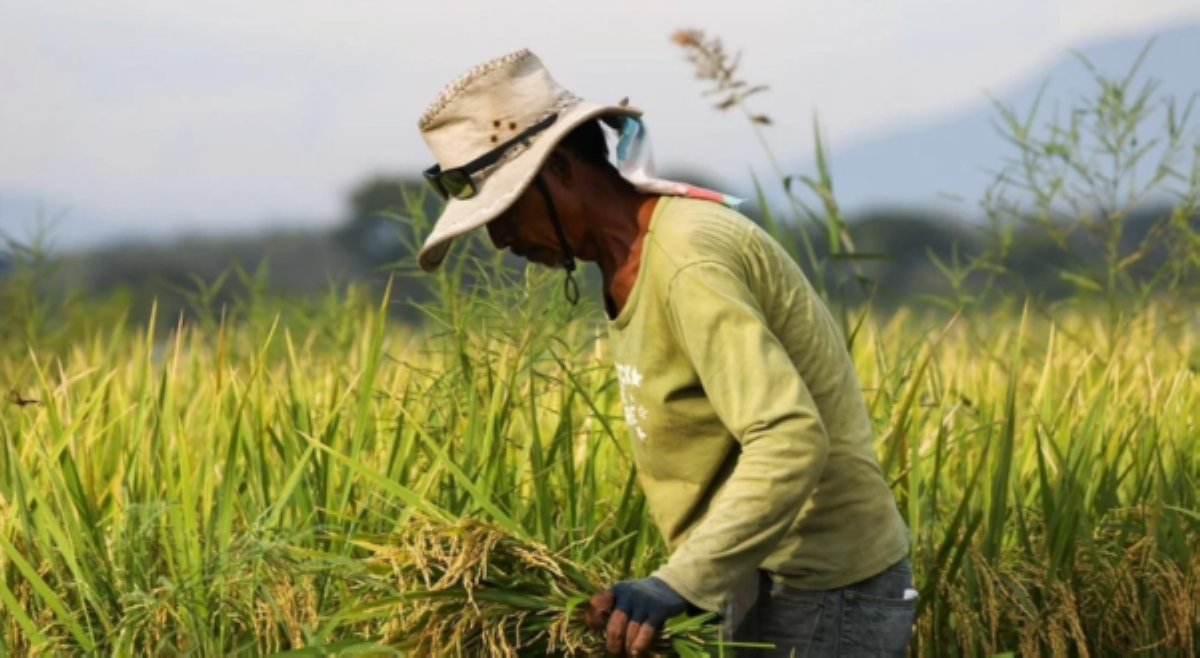 Pagbulusok ng presyo ng palay, ikakabagsak ng rice industry&mdash;DA