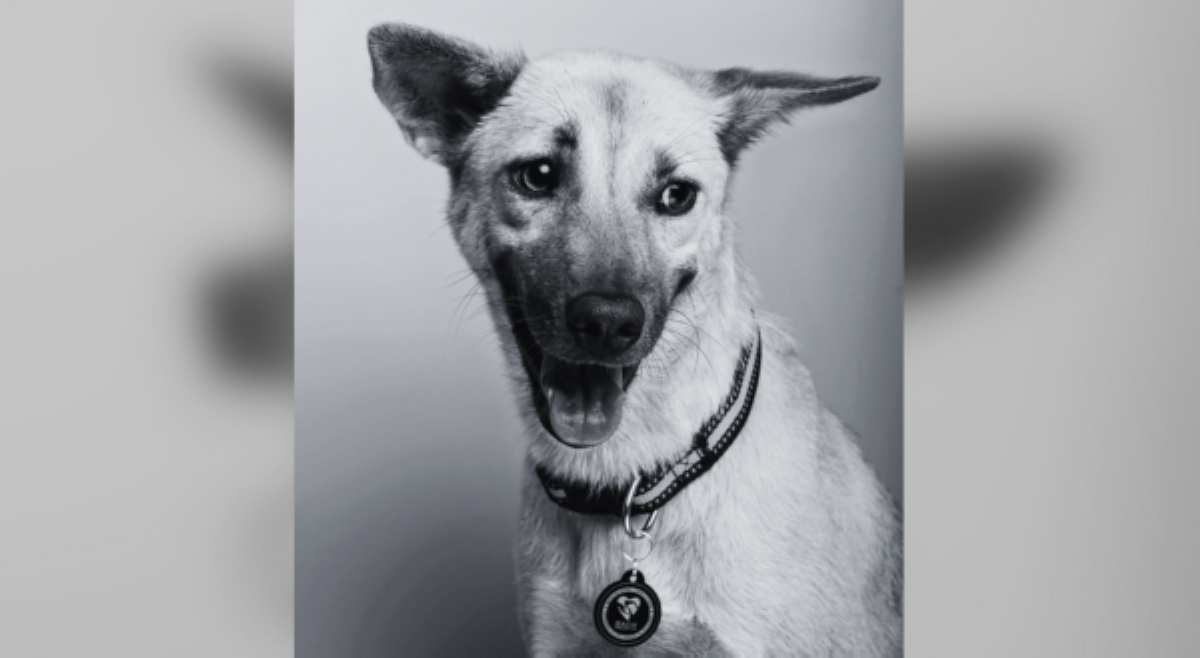 Viral dog na si Tiktok, na survivor ng pamamana gamit ang Indian arrow, patay sa bangga