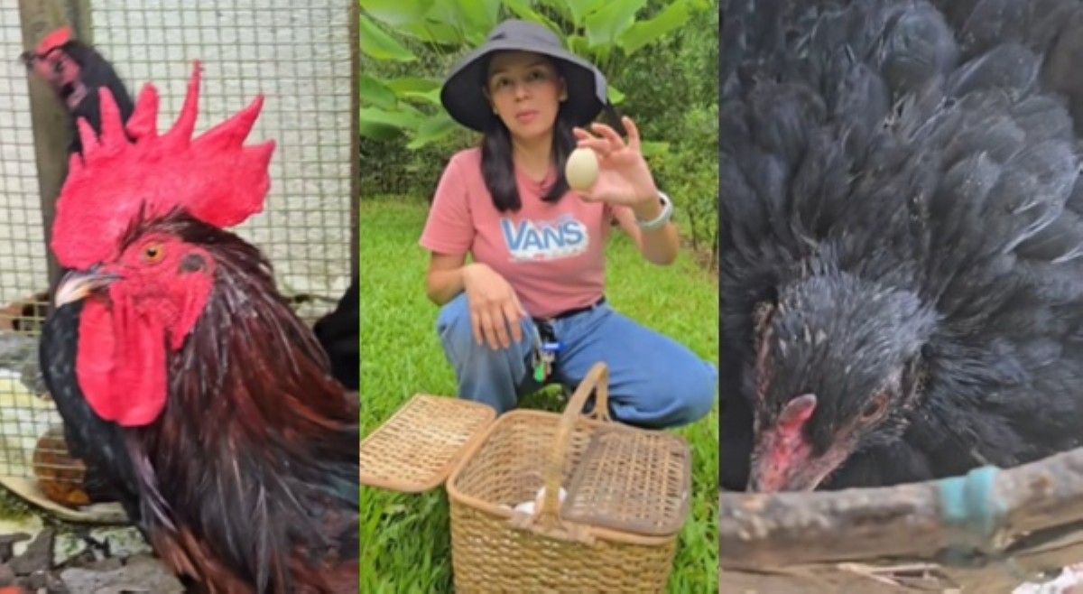 Neri unti-unting bumabalik sa routines mula sa trauma, therapy mga manok