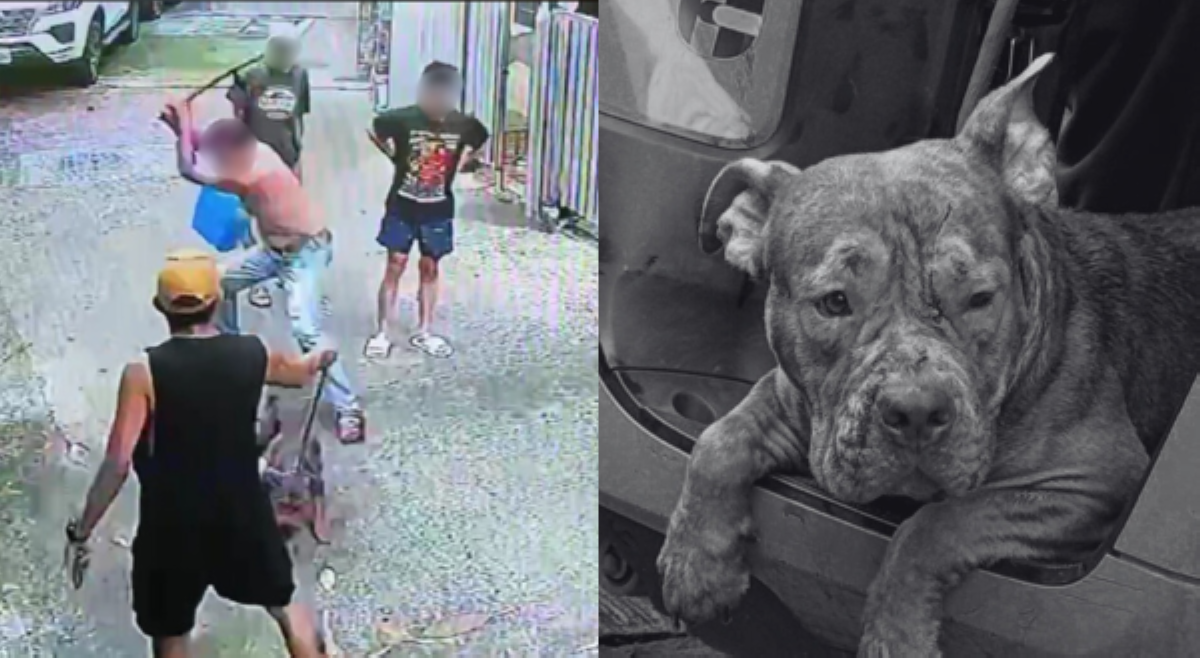 American Bully na hinataw ng isang lalaki, nagtamo ng iba't ibang bali sa katawan