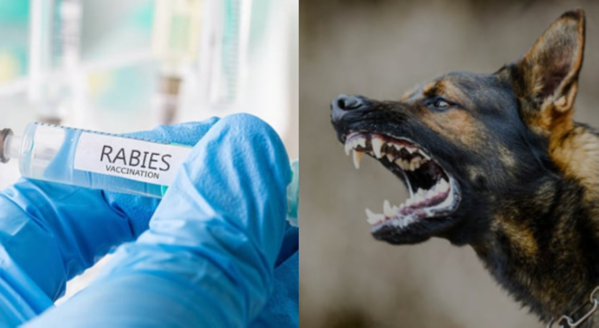 ALAMIN: Common rabies myths na dapat mong malaman