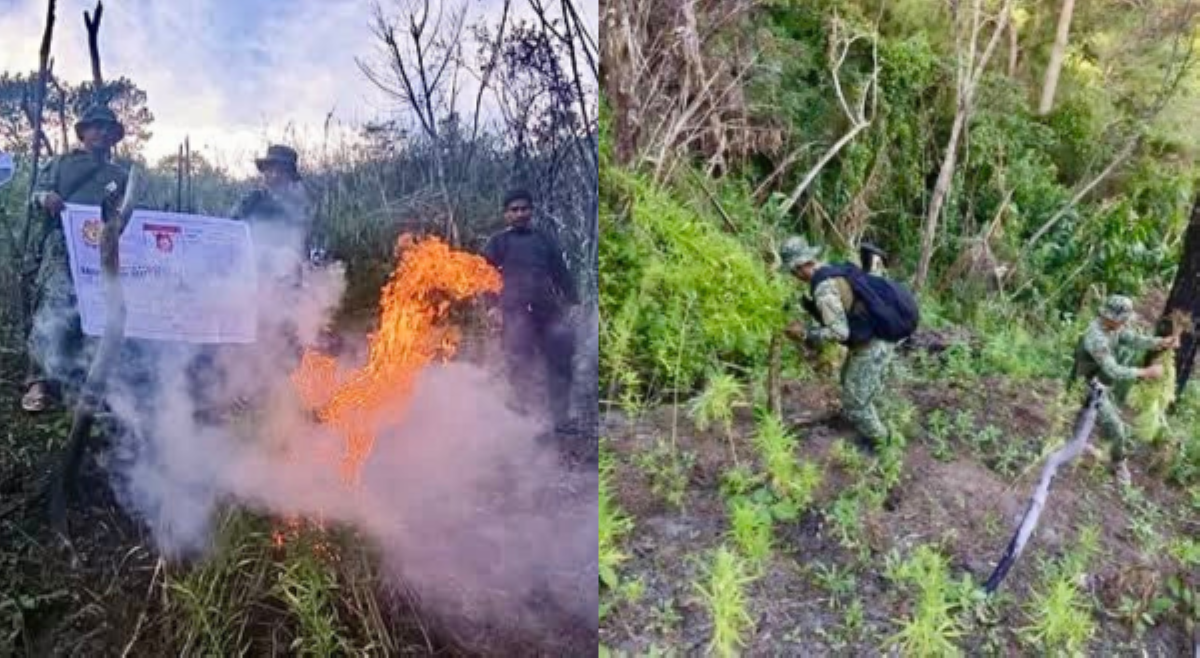 PNP sinunog higit ₱11M halagang mga puno ng Marijuana sa Kalinga