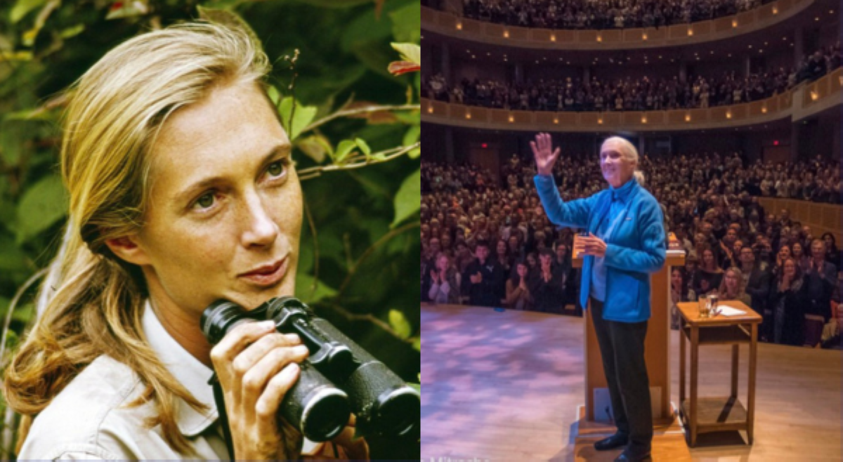 KILALANIN: Si Jane Goodall na tinaguriang &lsquo;chimpanzee champion&rsquo;