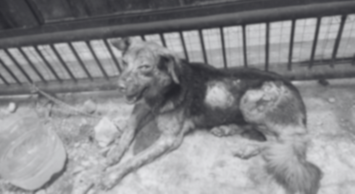 Viral dog na nalapnos sa sunog sa Zamboanga, pumanaw na