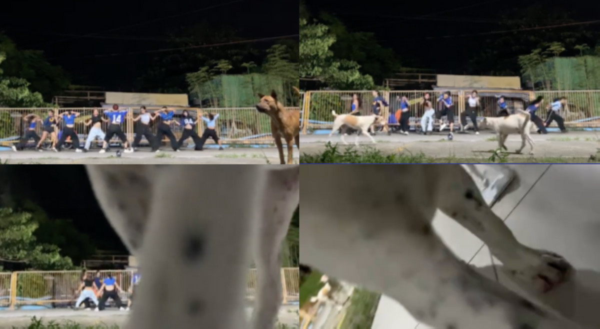 Grupo ng dancers, 'nanakawan' ng cellphone; salarin, isang aso!