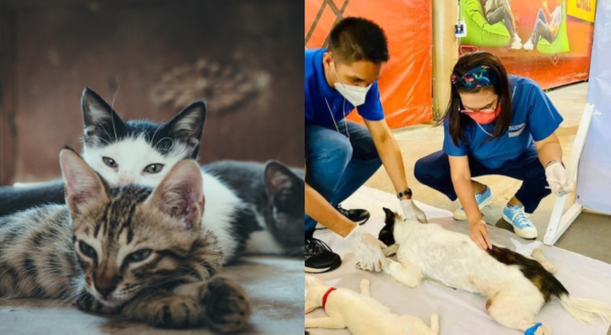 ALAMIN: Bakit importante ang pagkakapon sa mga pusa?