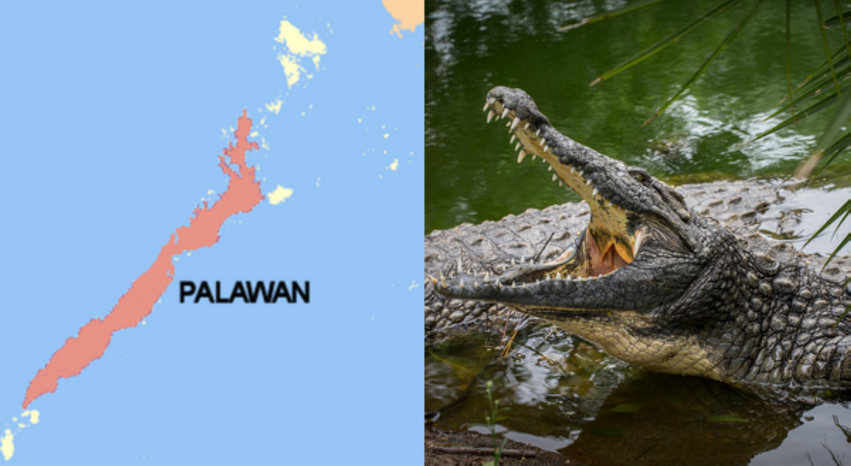 Lalaking natutulog sa bangka, patay matapos tangayin ng buwaya!