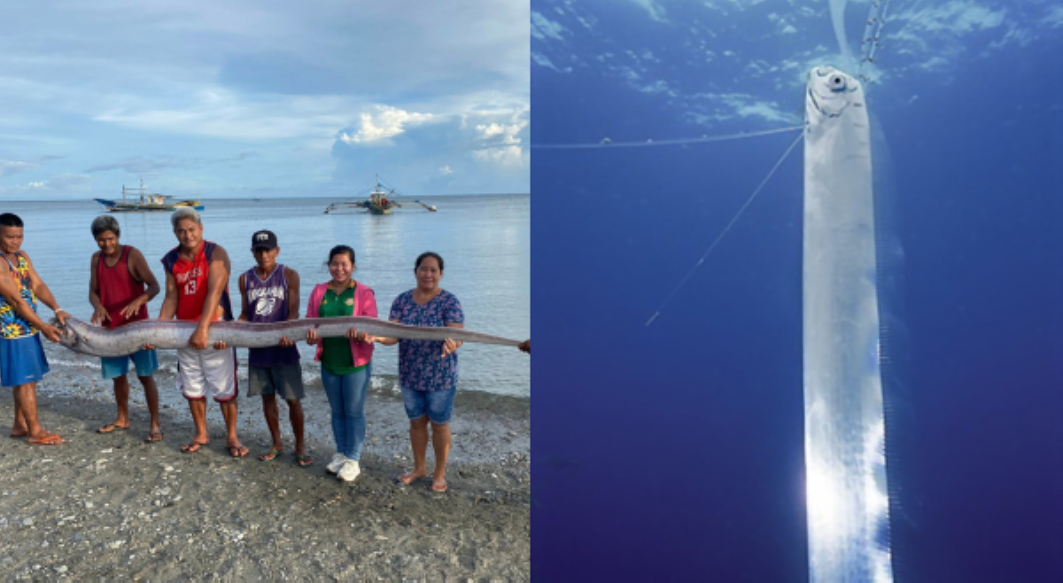 ALAMIN: Bakit tinawag na &lsquo;doomsday&rsquo; fish ang oarfish?