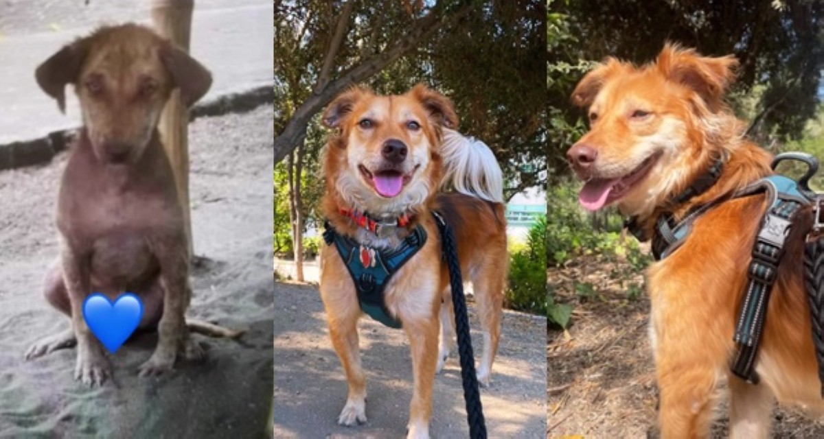 Instant pawrener: Rescued aspin na wala na halos balahibo, sumakses sa Amerika!