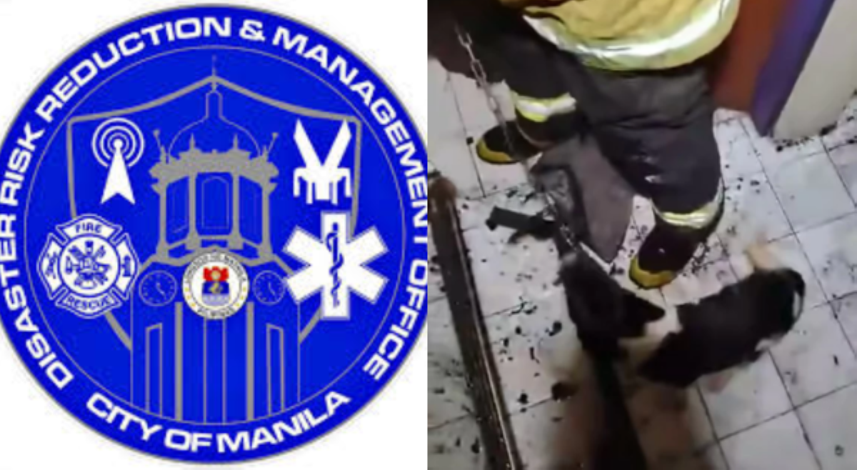'Parte sila ng pamilya!' Manila MDRRMO, nakiusap 'wag iwanan alagang hayop sa oras ng sunog