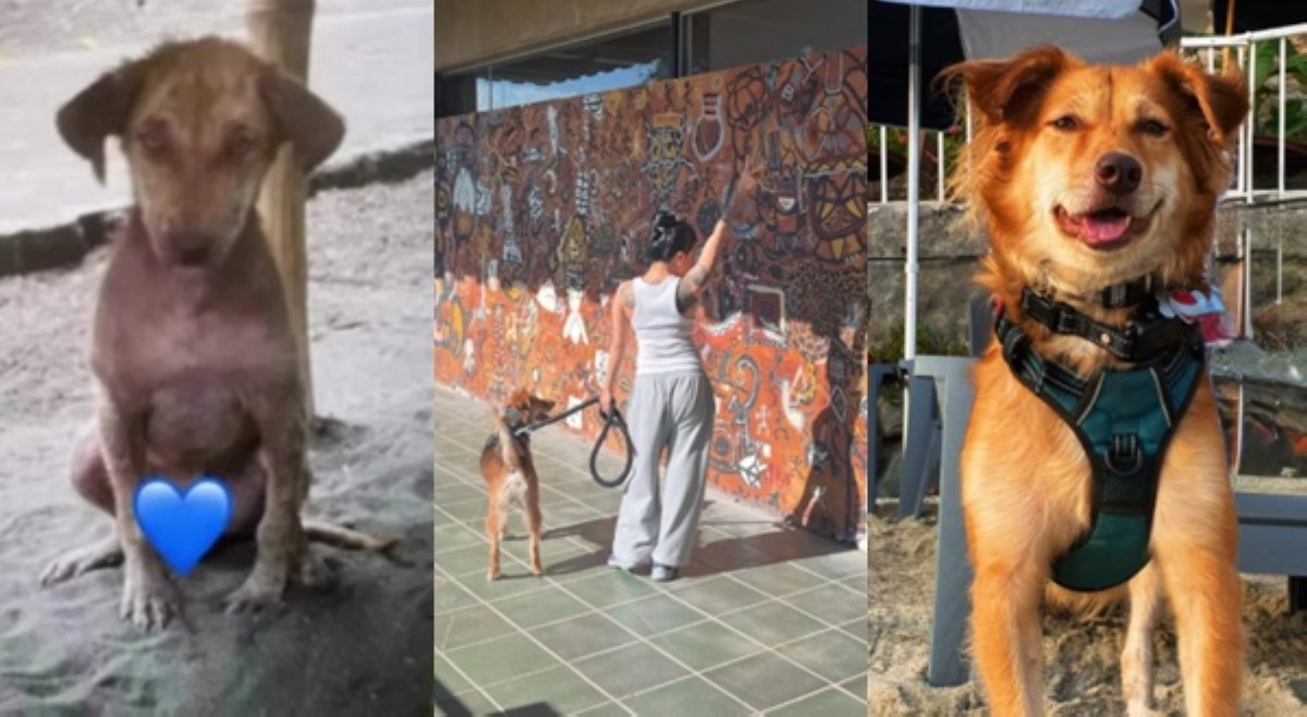 #BalitaExclusives: Aspin na halos wala nang balahibo, sumakses sa US sa aruga ng Pinay fur mom