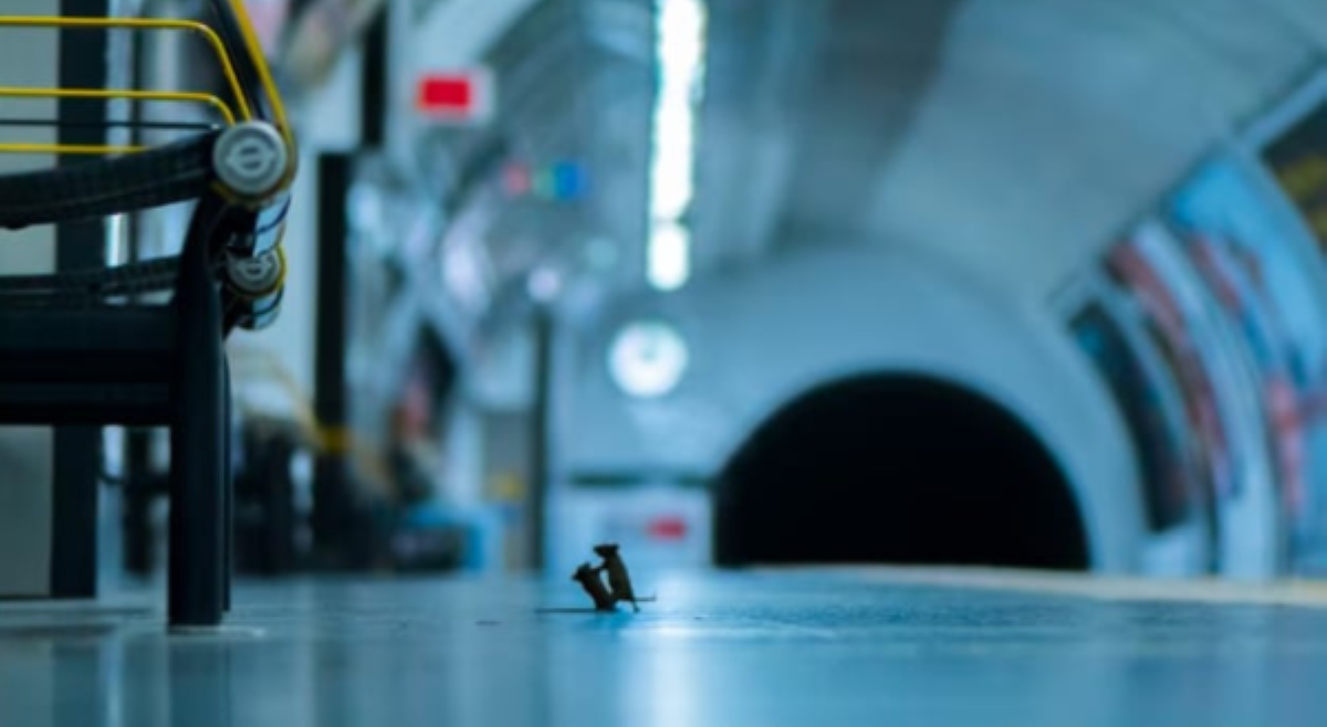 Litrato ng 2 bubwit na nag-aaway sa underground platform, wagi ng Wildlife Photography Award