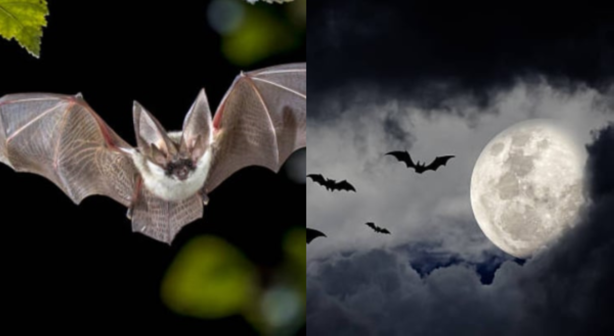 ALAMIN: Ano ang kaugnayan ng paniki sa katatakutan at Halloween?