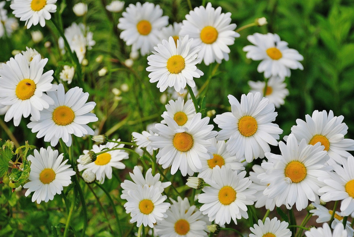 Photo courtesy: Pexels