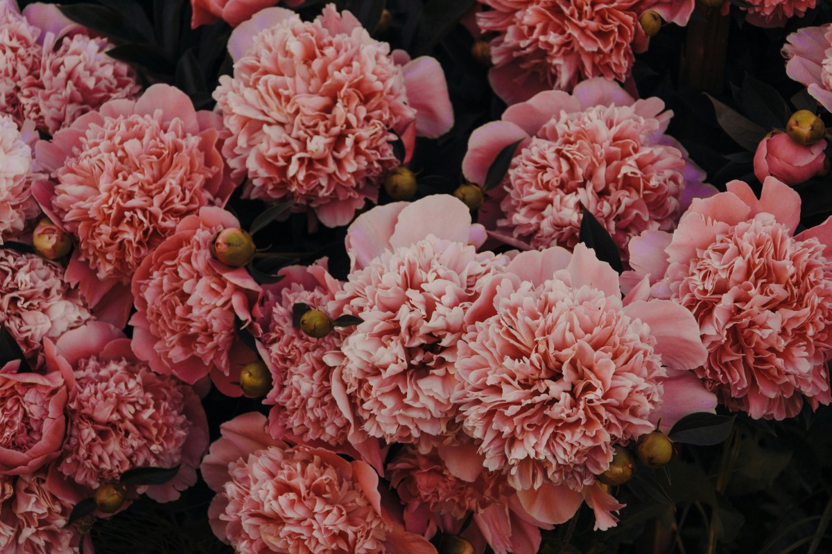 Photo courtesy: Pexels