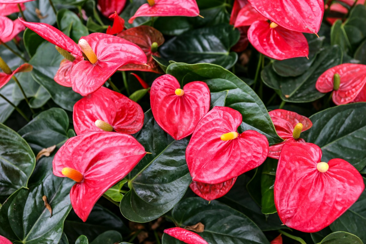 Photo courtesy: Pexels